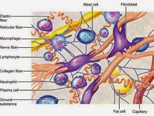 ban-biet-gi-ve-tac-dung-cua-collagen